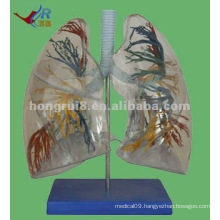 Transparent anatomical human training lung